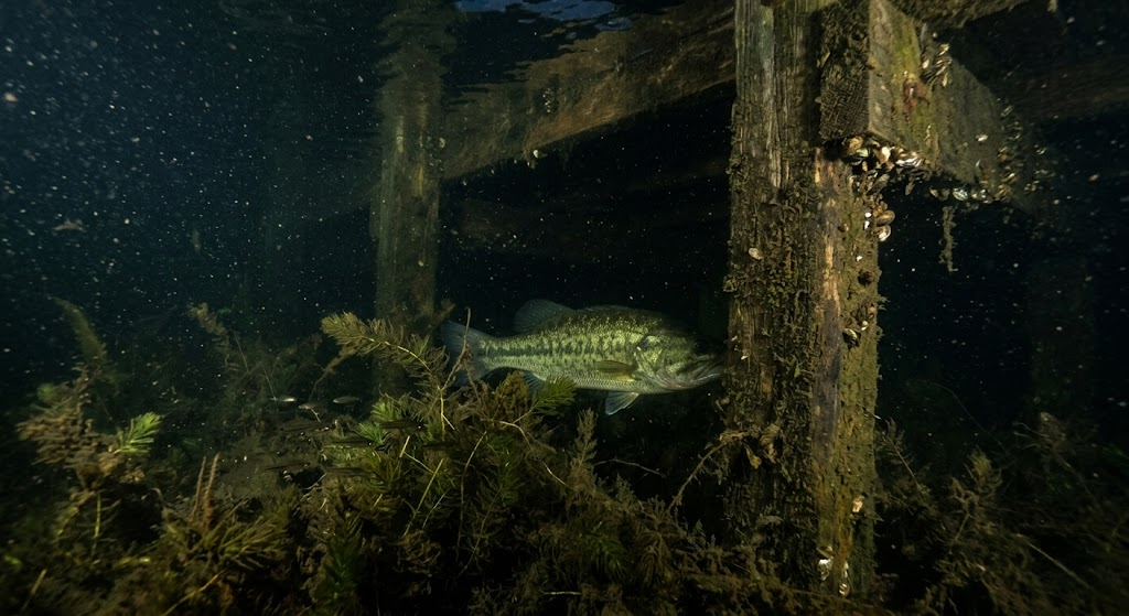 Bass-Fishing
