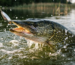 pike_lure