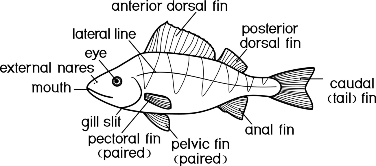 pike-lateral-line